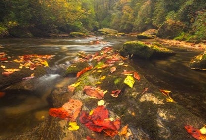 A rushing river with orange and golden leaves in Chattooga, NC
