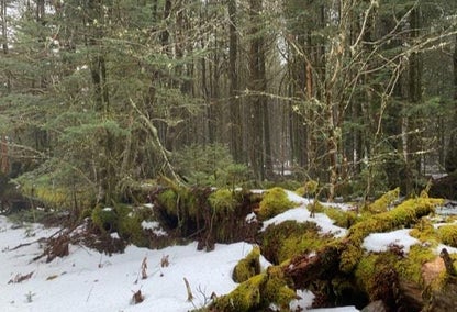 Beautiful, lush forest in High Hemlock, NC