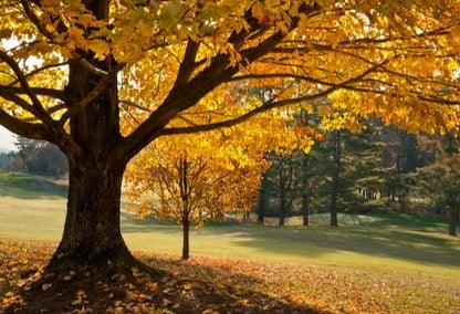 Golden tree blowing in North Carolina