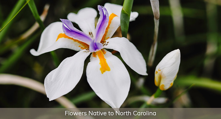 Flowers-Native-to-North-Carolina-Landmark-Realty-Group