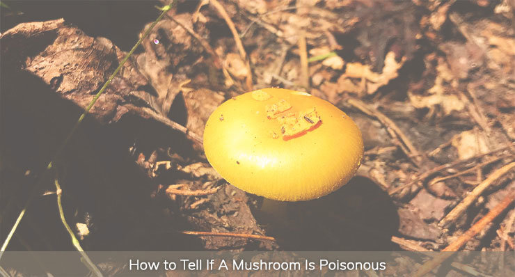 How to Tell If A Mushroom is Poisonous