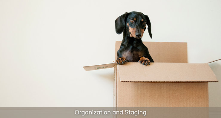 organization-and-staging